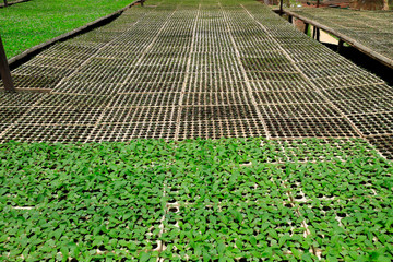 Nusery vegetable green house