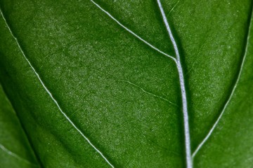 Basil leaf macro close up