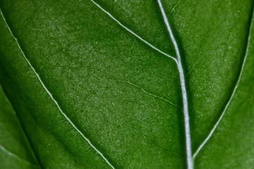 Basil leaf macro close up