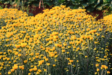 yellow chrysanthemum on field