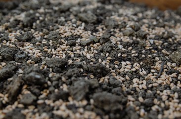 Wheat seeds on the earth