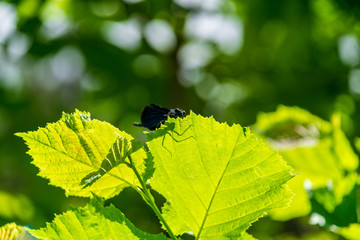 deep green foliage in summer light for backgrounds or textures