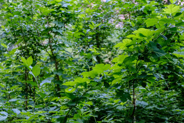 Fototapeta premium deep green foliage in summer light for backgrounds or textures