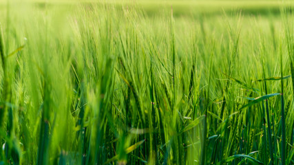 deep green foliage in summer light for backgrounds or textures