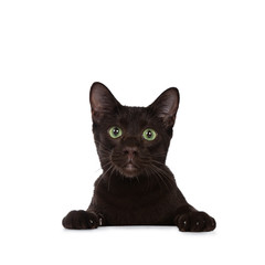 Handsome young adult Havana Brown cat sitting behind a white surface wit paws on deck, looking at camera with hypnotising green eyes. Isolated on a white background.