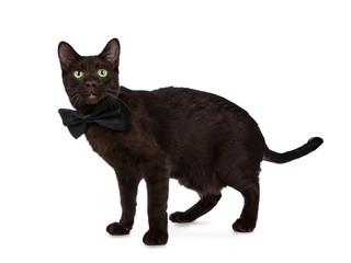 Handsome young adult Havana Brown cat standing side ways wearing a black bow tie, looking at camera with hypnotising green eyes. Isolated on a white background.