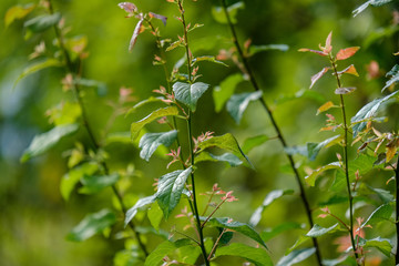 deep green foliage in summer light for backgrounds or textures