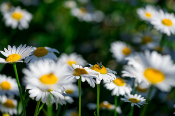 Fototapeta premium Summer chamomile flowers on sunny day macro 
