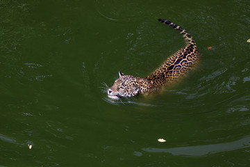 jaguar swimming.