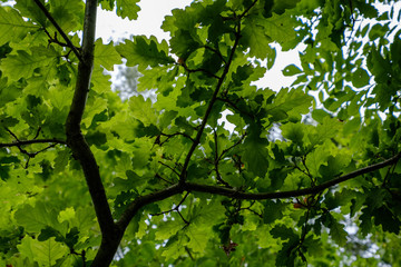 Fototapeta premium deep green foliage in summer light for backgrounds or textures
