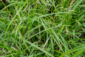 deep green foliage in summer light for backgrounds or textures