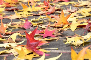 Viele bunte Amberblätter fallen im Herbst vom Baum