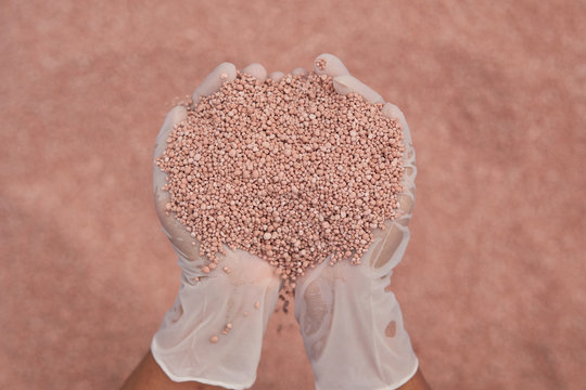 fertilizer in farmer hand. NPK fertilizers are three-component fertilizers providing nitrogen, phosphorus, and potassium