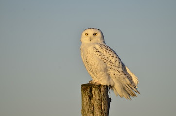 Snowy owl on wooden post