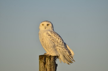 Snowy owl on wooden post