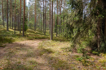 evergreen forest with spruce and pine tree under branches