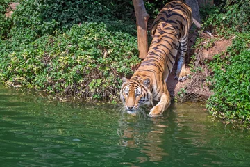 Zelfklevend Fotobehang tiger action . © apple2499