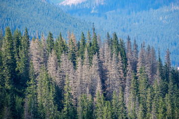 Obraz premium multi level fields and forests in mountain area