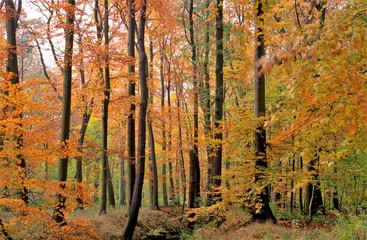 hannover,eilenried,stadtwald,