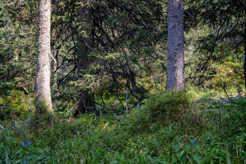 evergreen forest with spruce and pine tree under branches