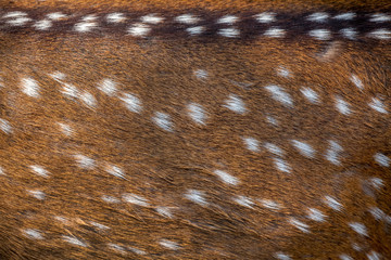 Deer skin.