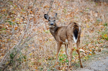 Wid White tailed deer posing in fall meadow