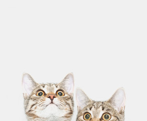 Two cute kittens are waiting to be fed. Cat faces looking up