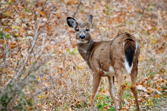 Wid White tailed deer posing in fall meadow
