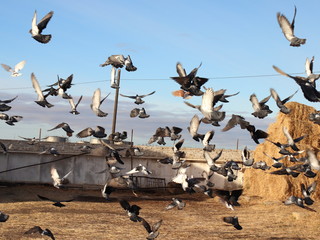 Obraz premium голуби символ дружбы 