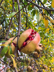 ripe pomegranate fruits on tree in autumn