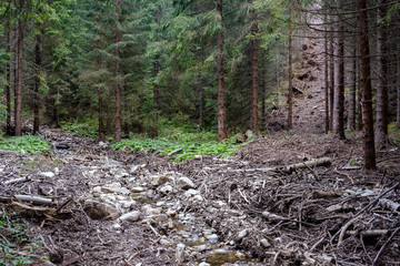evergreen forest with spruce and pine tree under branches