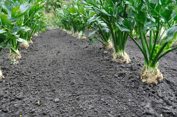 close-up of celery plantation (root vegetables)  in the vegetable garden
