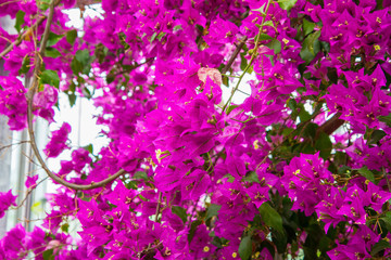 Bougainvillea plant blooming