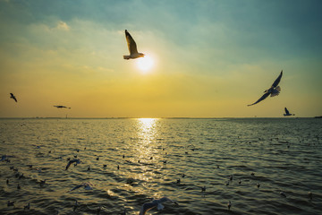 seagull birds flying in sunset over the sea