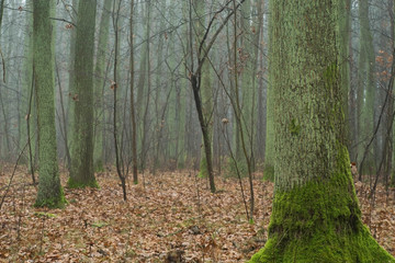 old oak trees in autumn forest
