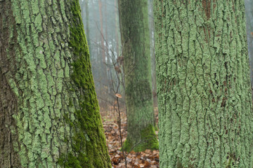 old oak trees in autumn forest