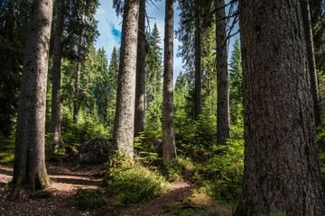 Light day forest