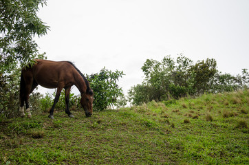 cavalos