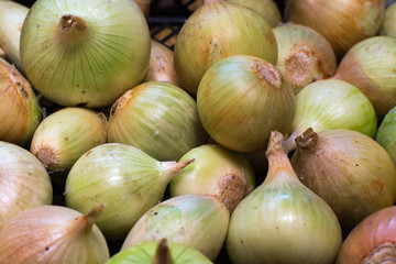 onion harvest in a box