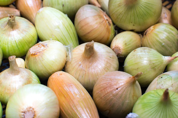 onion harvest in a box