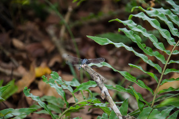 mariposa