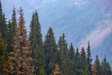 multi level fields and forests in mountain area