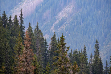 Obraz premium multi level fields and forests in mountain area