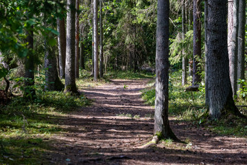 evergreen forest with spruce and pine tree under branches