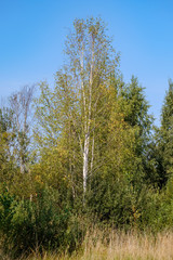beautiful birch tree trunks, branches and leaves in natural environment