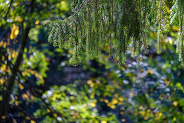 Fototapeta premium deep green foliage in summer light for backgrounds or textures