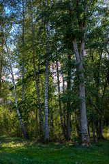 beautiful birch tree trunks, branches and leaves in natural environment