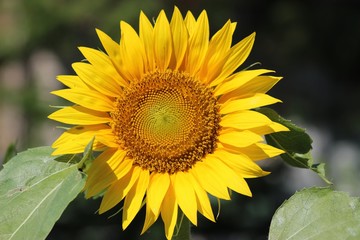 Naklejka premium BEAUTIFUL SUNFLOWER BLOOM