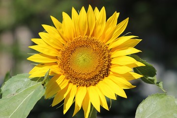 BEAUTIFUL SUNFLOWER BLOOM