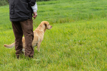 Hunter with yellow labrador standing in a field waiting
